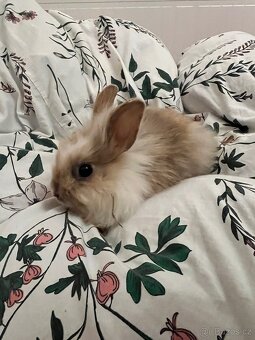 Mláďata zakrslého králíka na prodej - 9