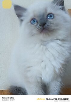 Koťata Ragdoll - 9
