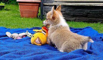 Welsh corgi pembroke s PP - 9