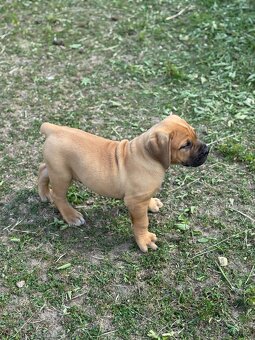 Boerboel - štěňátko pejsek - 9