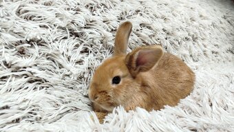 Zakrslý králíček, králík - LILI - 9