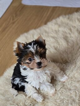 Jorkširský teriér-biewer - 9