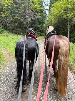 Prodám Valacha ČMB - 9