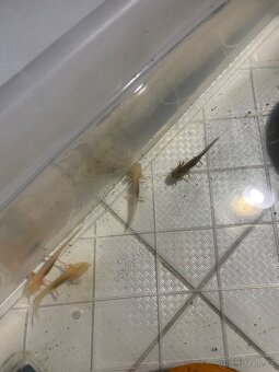 Axolotl - 9