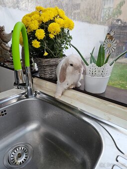 Zakrslý králík - 9