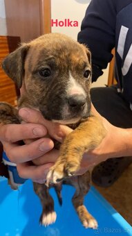 Americký stafordšírský teriér - 9