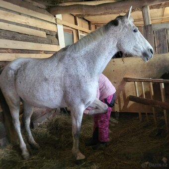Predám 14rocnu kobylku shagia arab - 9