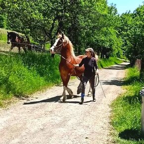 Připouštění Welsh cob - D - 9