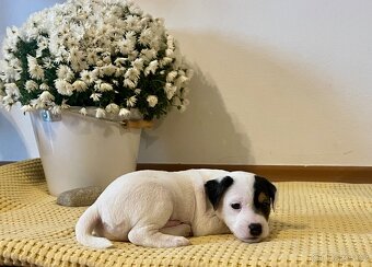 Štěňata Parson Russell Terier s PP - 9