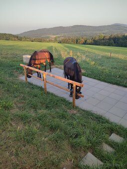 Pastevní ustájení Na Samotách Mikulovice okr. Jeseník - 9