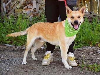 DINO K ADOPCI - 1 ROK, KAMARÁDSKÝ,VHODNÝ K DĚTEM - 9