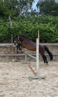Krásný 8 letý valach - pony A - 9