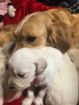 Štěňata Zlatý Retrivr - 9