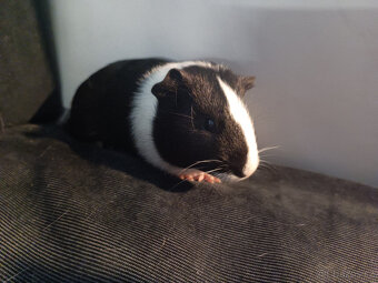 Malá morčata z domácího chovu (i jednotlivě) - 9