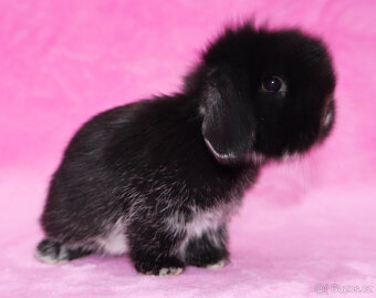 Zakrslý hřívnatý beránek sameček s VP . - 9