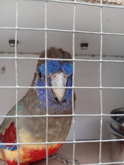 Papoušek rudobřichý - 9