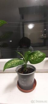 Prodám pokojové rostliny - 9