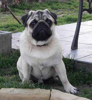 Mops šteniatka s PP - 9