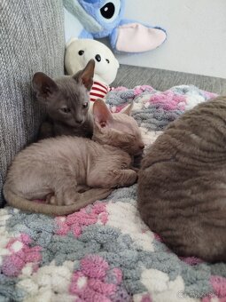 Cornish rex koťátka - 9