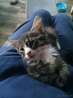 Krásná koťátka - 9