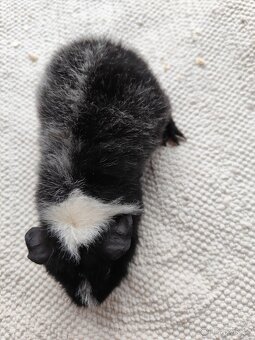 Morče / US Teddy sameček - 9