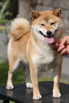 Shiba Inu s PP FCI - 9