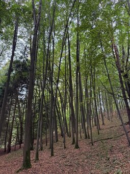 Prodám lesní pozemek v k.ú. Štiptoň - 9