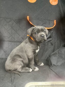 Štěňátka Cane Corso - 9