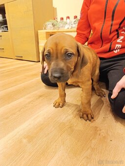 Rhodéský ridgeback - 9