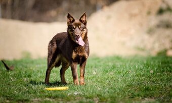 Australská kelpie - 9