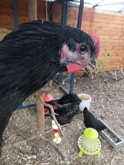 2 kohoutci Australka velká - 9