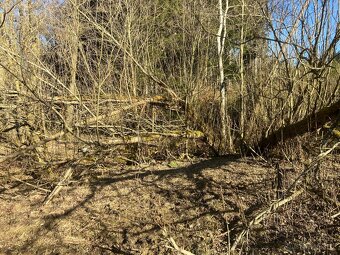 Daruji dřevo - STÁLE AKTUÁLNÍ - 9