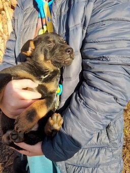 Německý ovčák kříženec, štěňata,štěně - 9