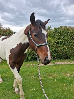 Paint horse valach 2 roky - 9