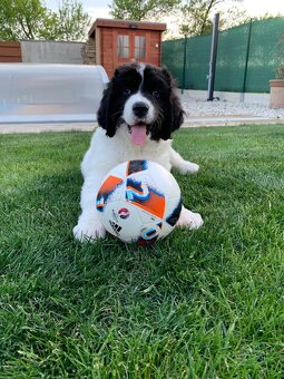 Landseer - štěňata s PP - 9