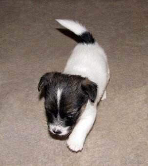 Jack Russell teriér – 2 pejsci + 2 fenky s PP k rezervaci - 9