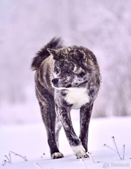 Akita Inu - 9