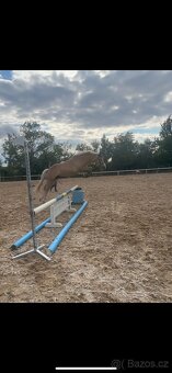 Pony B Hafling - 9
