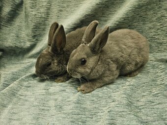 Zakrslý králíček - 9