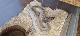 Krajta královská - 9