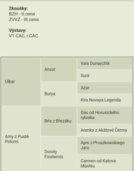 Západosibiřská lajka - 9