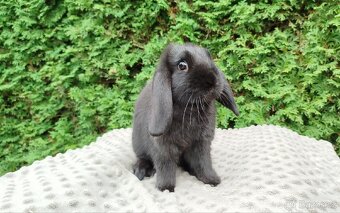 Zakrslý beránek, králíček, králík - JIMMY - 9