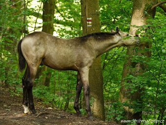 Appaloosa valášek - 9