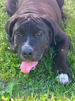 American Bully XL - 9