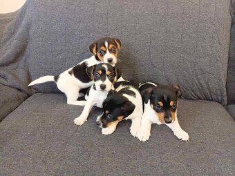 Jack russell - 9