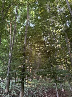 Prodám lesní pozemky v k.ú. Vlašim - 9