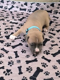 Americký stafordšírský teriér - 9