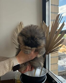 Pomeranian mini - 9