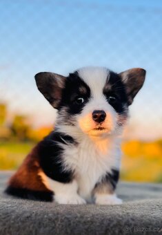 Welsh corgi pembroke s PP (FCI) - 9