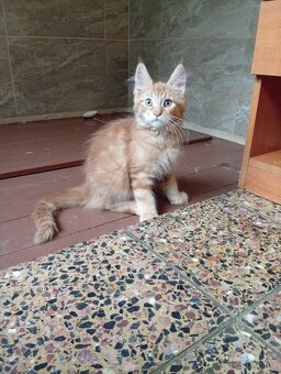 Mainská mývalí , MCO maine coon - 9